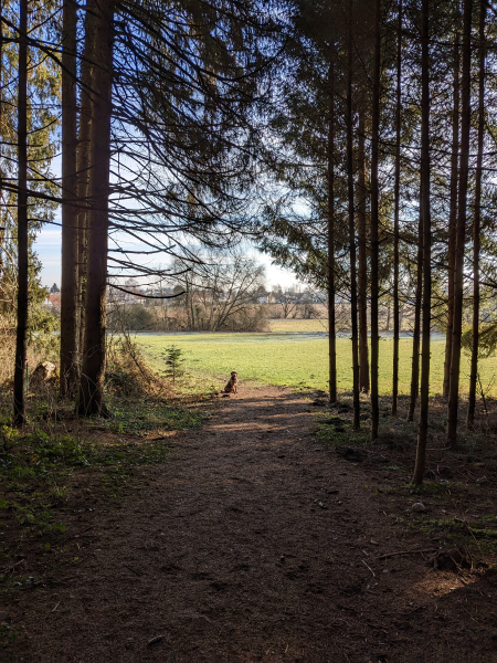 wald1